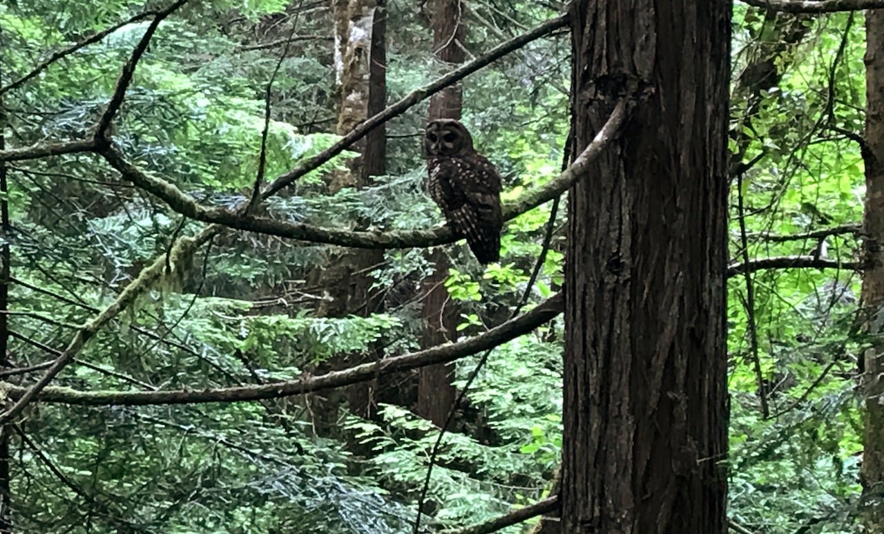 default-71 An owl in a shadowy forest.