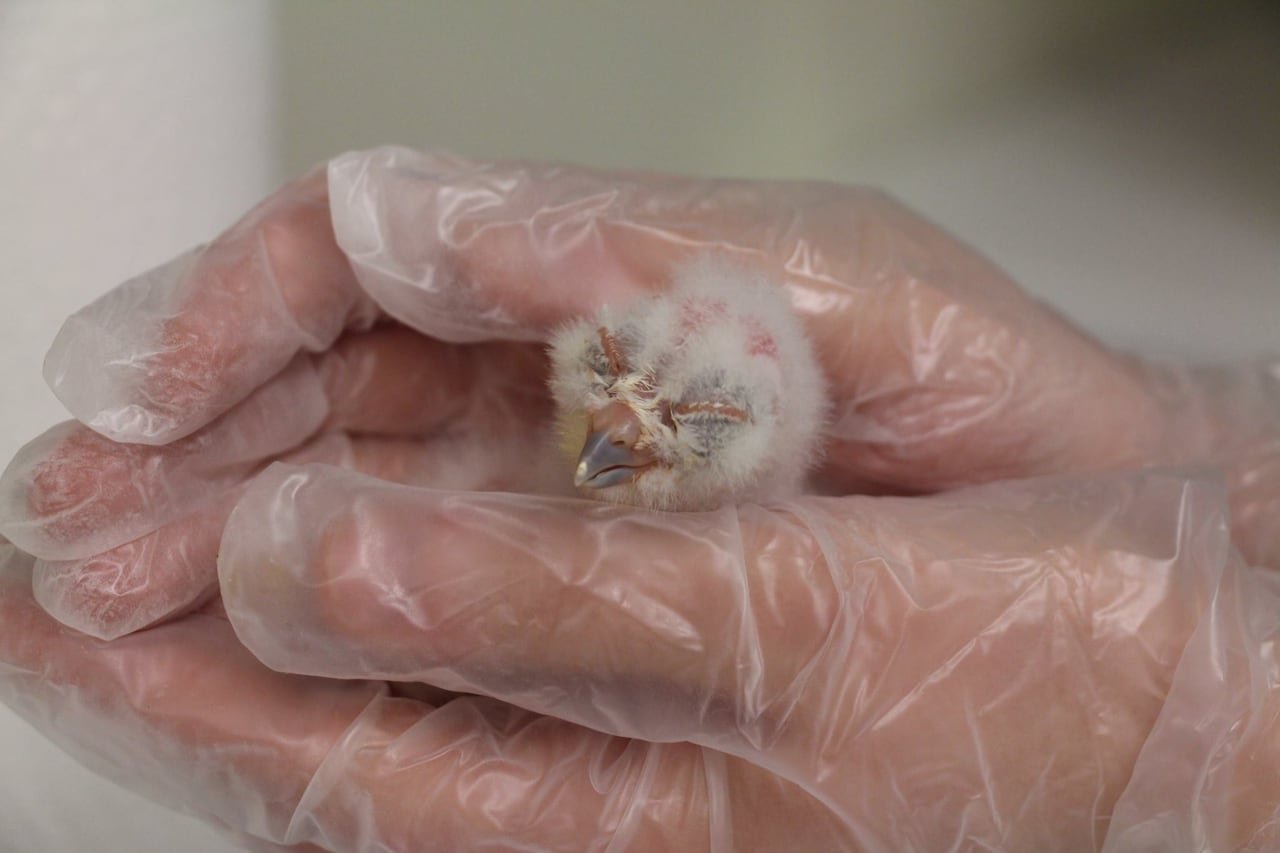 default-72 A tiny white fluffy bird sits in someone's gloved hand.