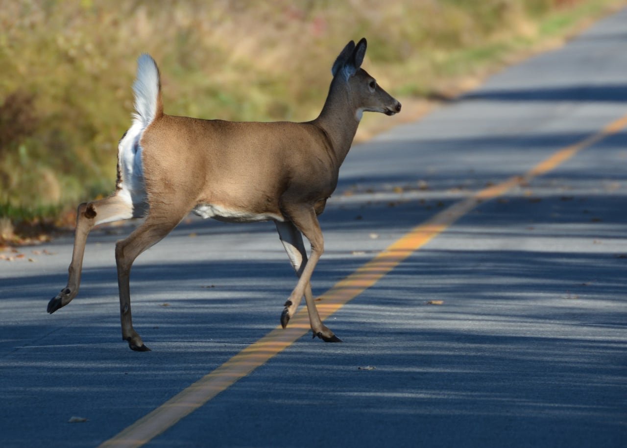 A deer crosses a road on a sunny day.